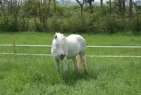 demi pension poney/chevaux