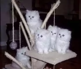 Propose 6 magnifique chatons type persan