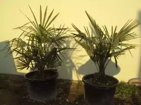 vent palmiers résistants au froid -18°C.