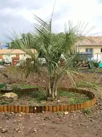 plantes méditérannée: palmiers,oliviers