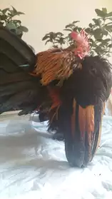 ayam malay serama