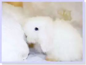 Bébés lapin teddys béliers disponibles