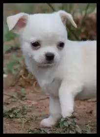 Magnifique Chihuahua mâle