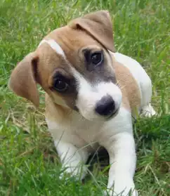 Adorable chiots type jack russell