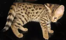 Mâle et femelle Bengal & Savannah chaton