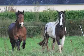 chevaux à monter