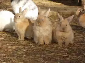 vente de jeunes lapins nains