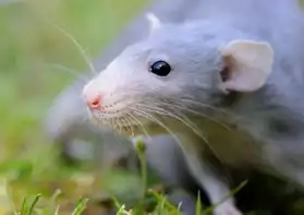 Raterie - Vente de raton