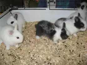 Bébés lapins nains sevrés.