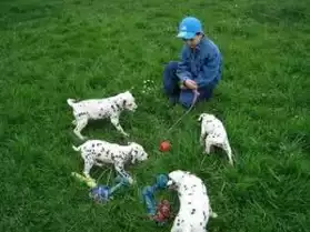chiots dalmatien pour adoption