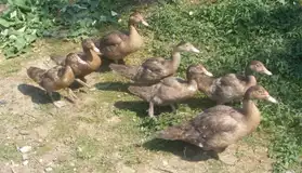 CANARDS BARBARIE ROUGES
