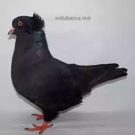 pigeon sottobanca