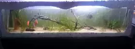 aquarium 550L