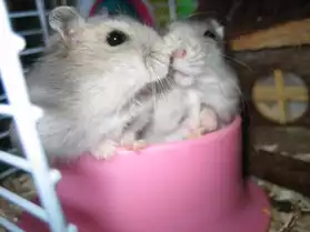 Elevage de hamsters nains russes