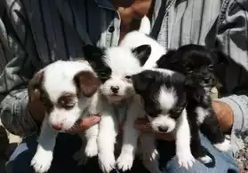 Les chiots Chihuahua magnifiques