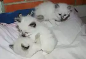 magnifique de 4 chatons sacré de birmani