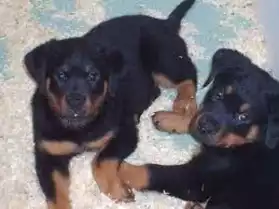 chiots rottweilers non lof