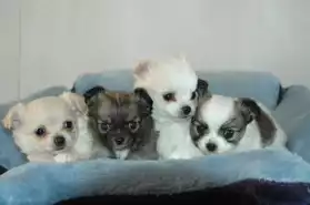Très belle portée de Chihuahuas
