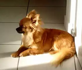 Chihuahua mâle LOF pour saillie