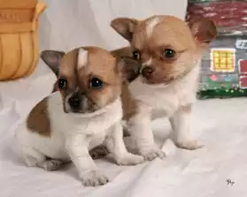 chiots chihuahua adorable pour adoption