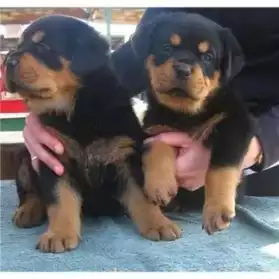 CHIOTS ROTTWEILER DISPONIBLE