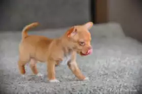 adorable petit chiot pour adoption lyon