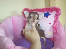 Chiot type chihuahua
