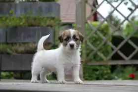 Jack Russell Terrier Chiots