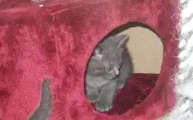 magnifiques chatons chartreux loof