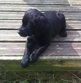 chiots types flat coated retriever