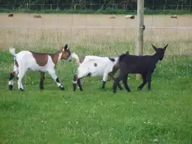 Petit élevage familial de chèvres naines