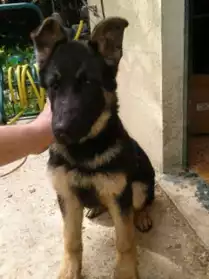 CHIOT MALE BERGER ALLEMAND LOF