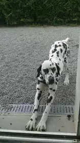 jeune chiens dalmatien 10 mois