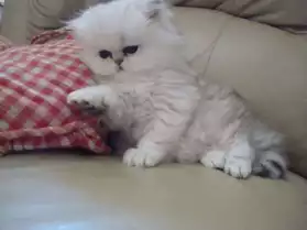 adorable chaton persan pour adoption