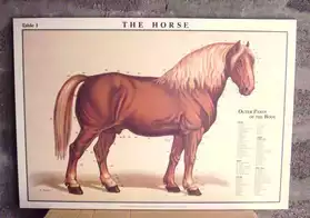 Beau tableau anglais anatomie du cheval