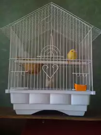 jeune canari avec cage