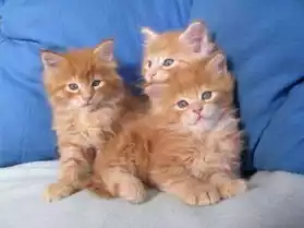 3 chatons sibériens loof