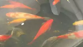 poissons de bassin