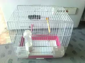 cage oiseau