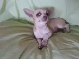 Femelle type Chihuahua beige poil court