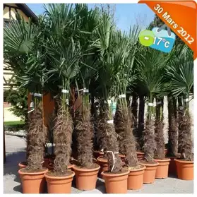 palmier chanvre trachycarpus tronc 80cm