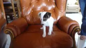 Adorable chiots type jack russel LOF