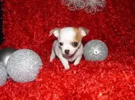 Adorable chihuahua chiot pour don
