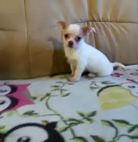 belles Chihuahuas