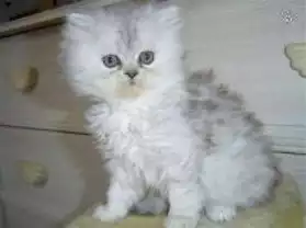 un chaton persan loof tres jolie et aim
