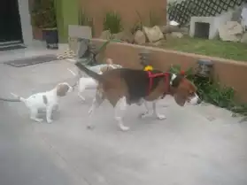 Chiots beagle impressionnants pour la ve