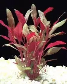 alternanthera reineckii " bronze " plant