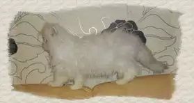 chaton persan chinchilla de parents loof