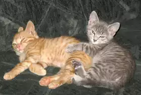 deux jolies chatons bengal
