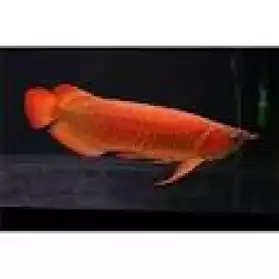 poisson arowana rouge de 25cm et 30 cm.